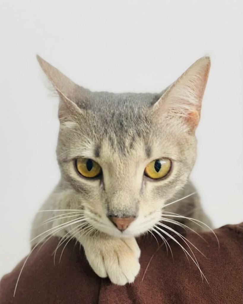 Maika, gata para adoção em Porto Alegre - RS