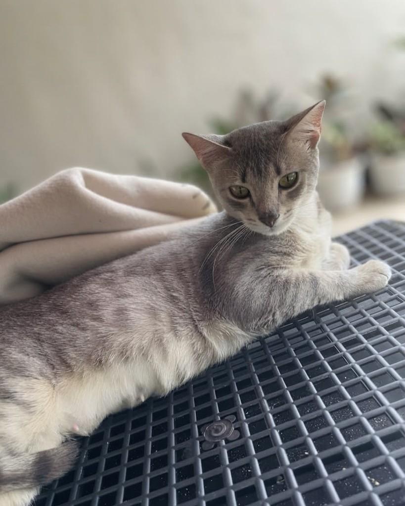 Maika, gata para adoção em Porto Alegre - RS — foto 2 de 6