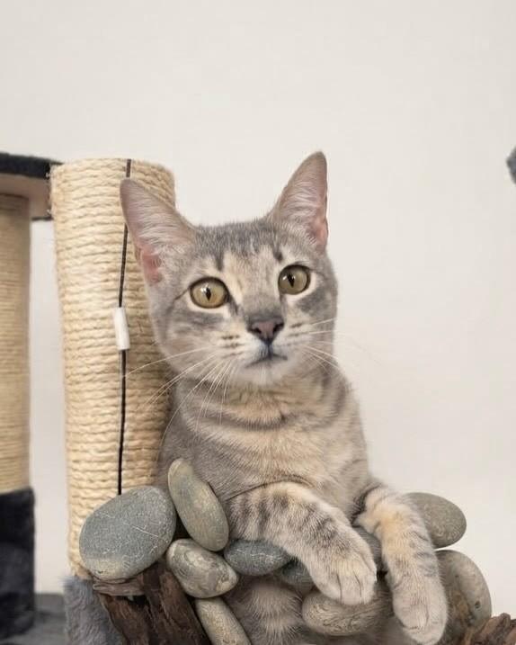 Maika, gata para adoção em Porto Alegre - RS — foto 3 de 6