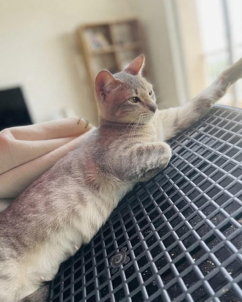 Maika, gata para adoção em Porto Alegre - RS — foto 4 de 6