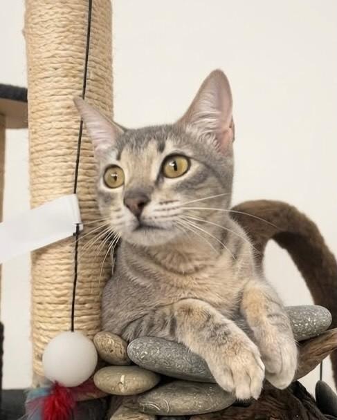 Maika, gata para adoção em Porto Alegre - RS — foto 5 de 6