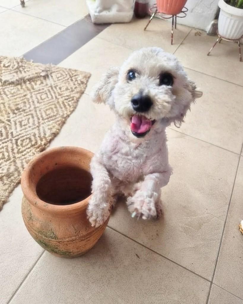 Bolinha, cachorro de porte pequeno para adoção em Porto Alegre - RS