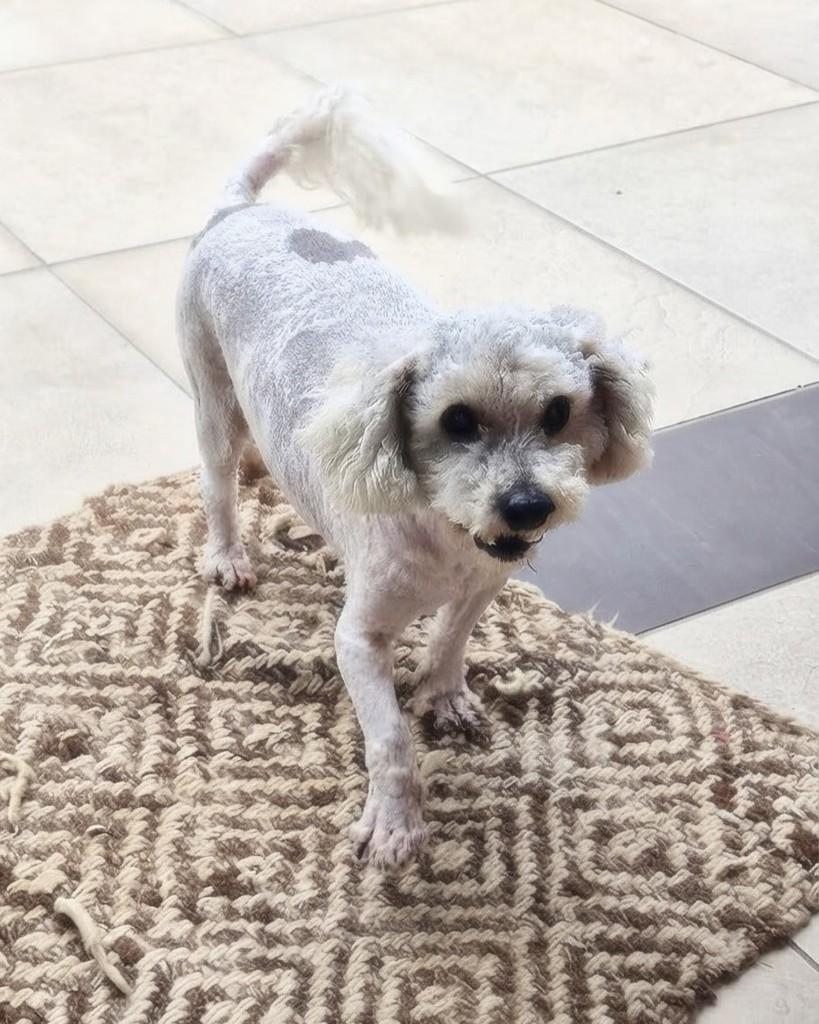 Bolinha, cachorro de porte pequeno para adoção em Porto Alegre - RS — foto 3 de 6