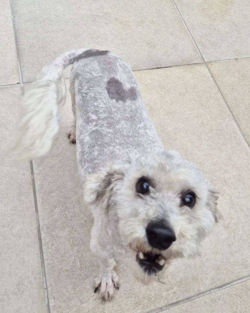 Bolinha, cachorro de porte pequeno para adoção em Porto Alegre - RS — foto 4 de 6