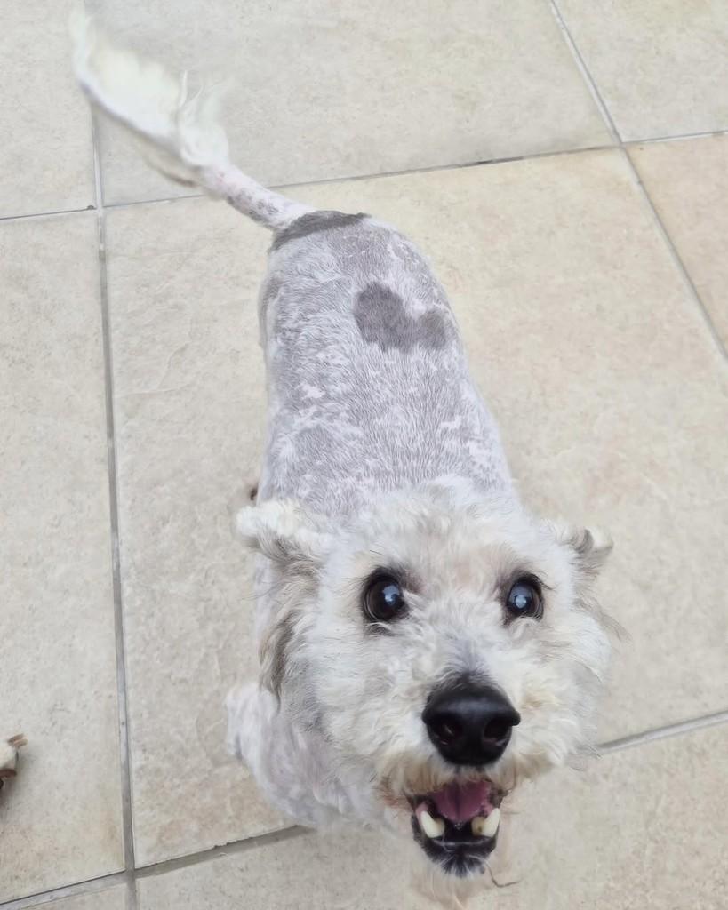 Bolinha, cachorro de porte pequeno para adoção em Porto Alegre - RS — foto 5 de 6