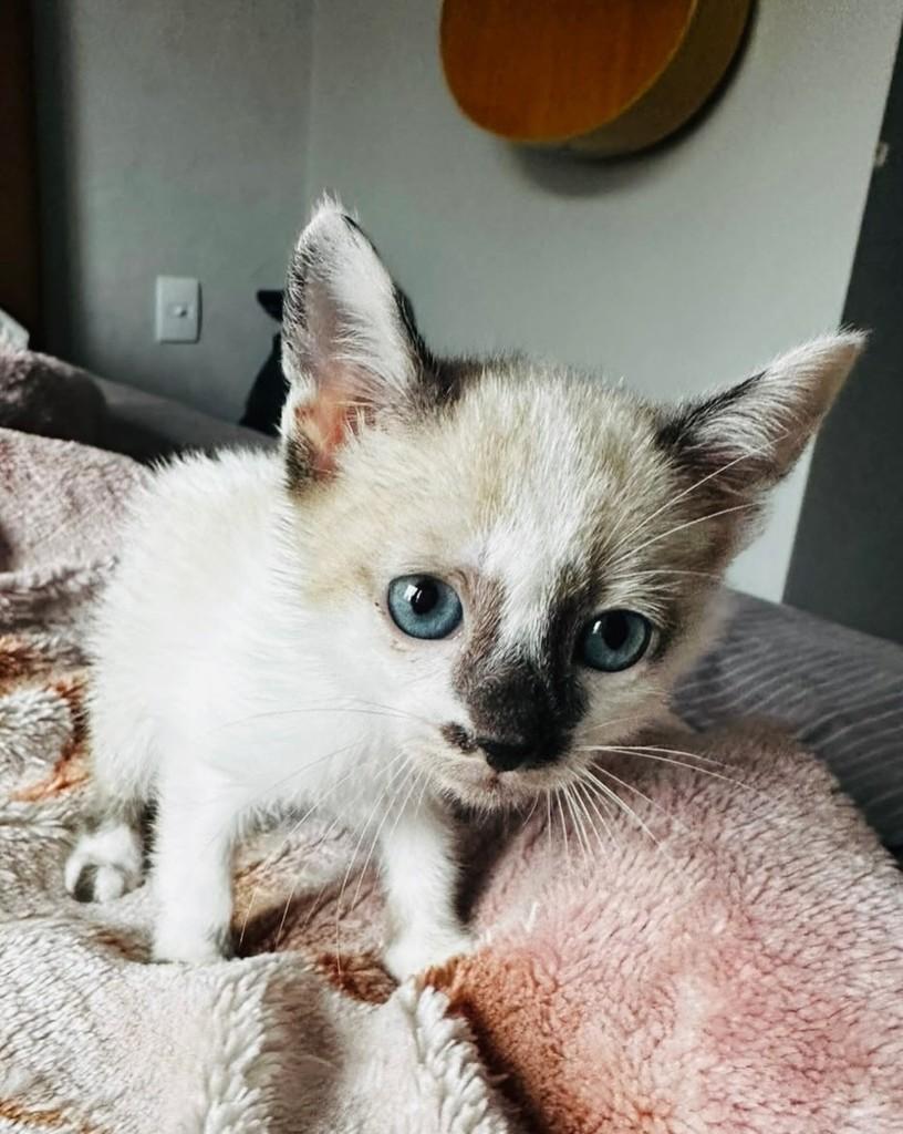 Fernandinho, gato de porte pequeno para adoção em Porto Alegre - RS