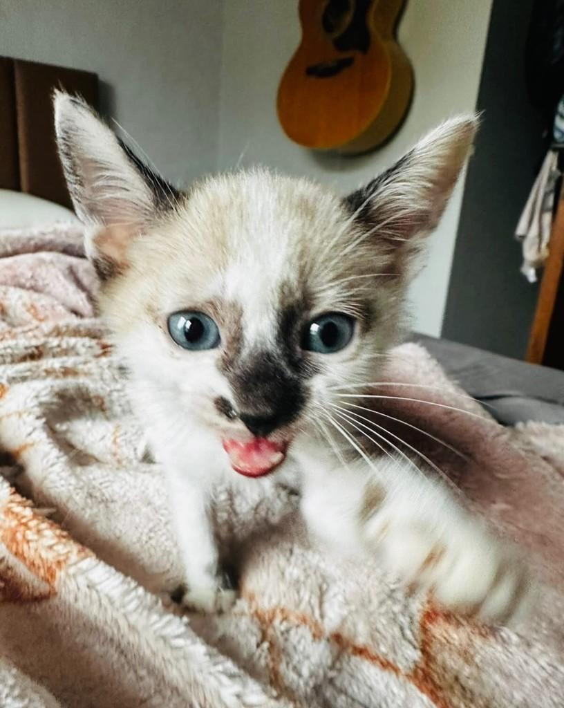 Fernandinho, gato de porte pequeno para adoção em Porto Alegre - RS — foto 3 de 4