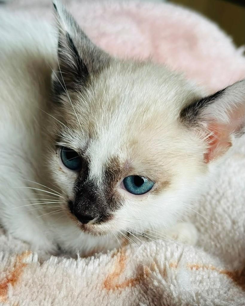 Fernandinho, gato de porte pequeno para adoção em Porto Alegre - RS — foto 4 de 4