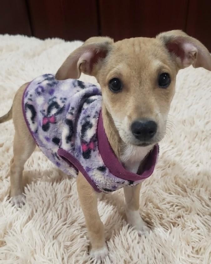 Brittany, cadela de porte médio para adoção em Porto Alegre - RS — foto 3 de 4