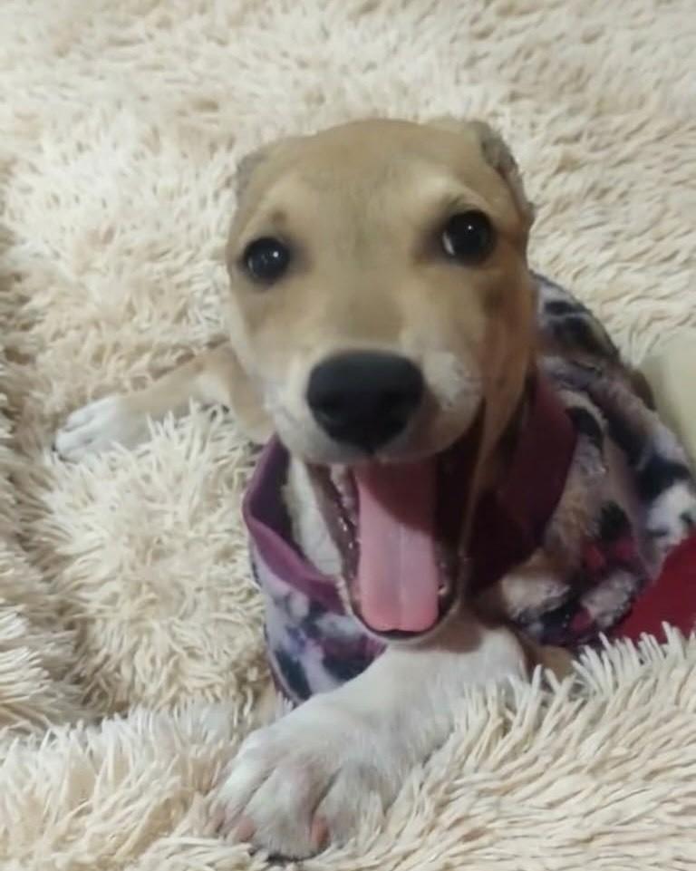 Brittany, cadela de porte médio para adoção em Porto Alegre - RS — foto 4 de 4