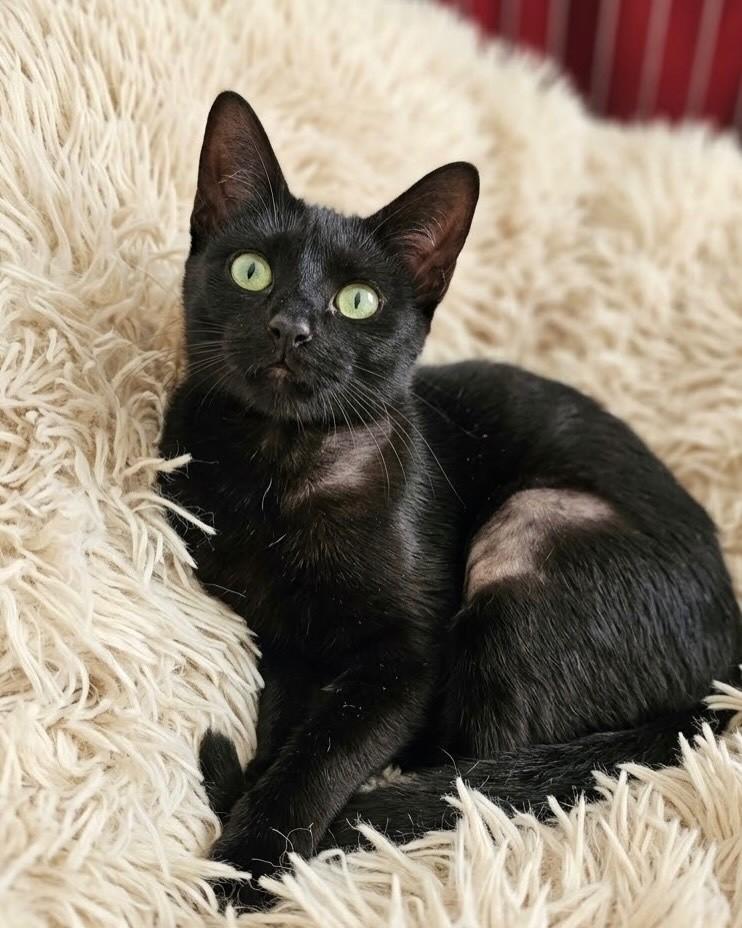 Amora, gata de porte pequeno para adoção em Porto Alegre - RS