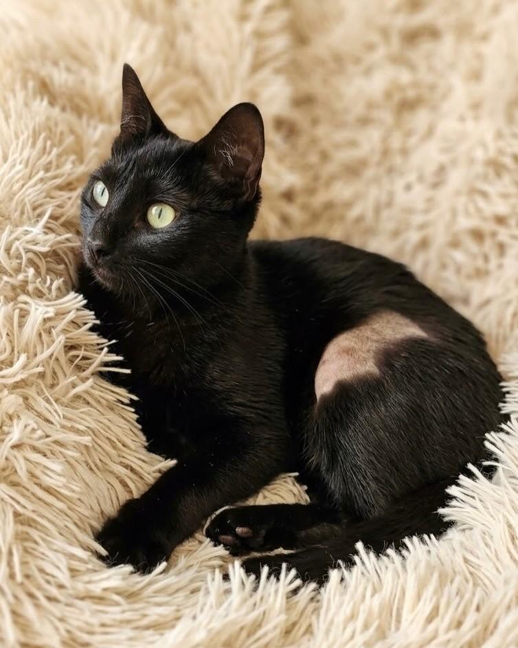 Amora, gata de porte pequeno para adoção em Porto Alegre - RS — foto 2 de 4