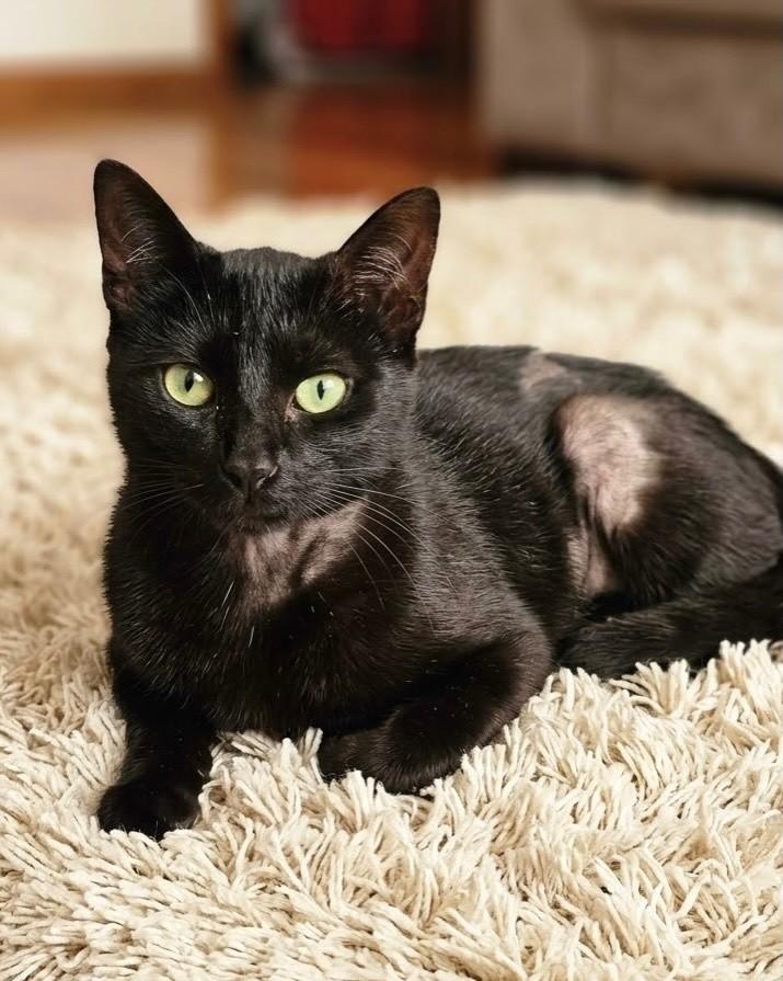 Amora, gata de porte pequeno para adoção em Porto Alegre - RS — foto 3 de 4