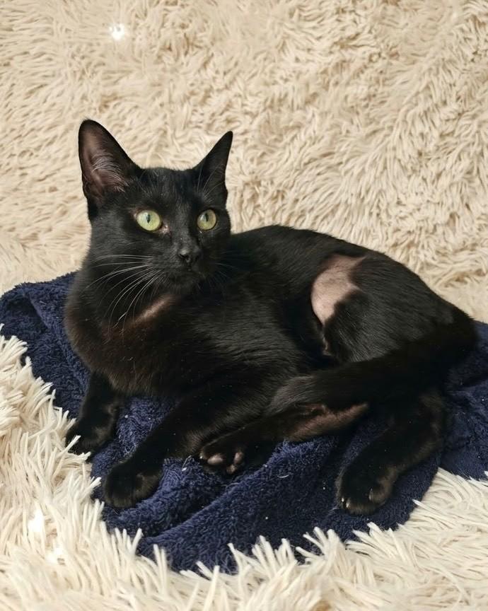 Amora, gata de porte pequeno para adoção em Porto Alegre - RS — foto 4 de 4