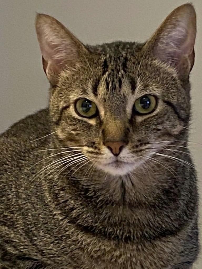 Croquete, gato de porte médio para adoção em Porto Alegre - RS
