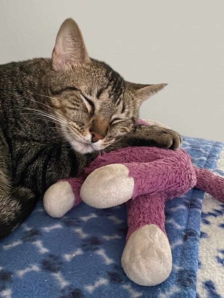 Croquete, gato de porte médio para adoção em Porto Alegre - RS — foto 2 de 2