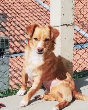 Sol, cadela de porte pequeno para adoção em Porto Alegre - RS — foto 3 de 3