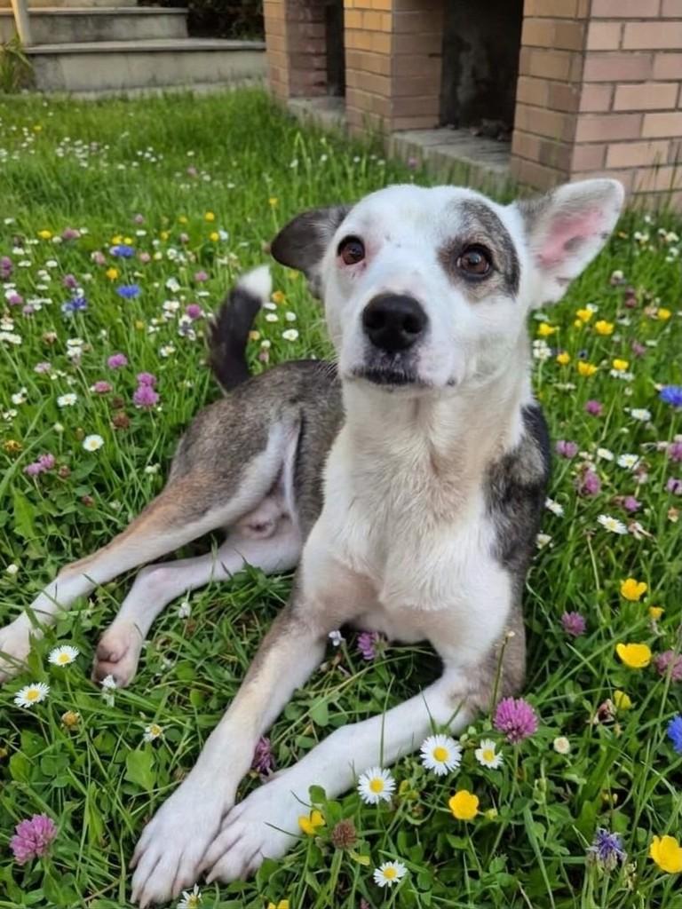Branquinho, cachorro de porte médio para adoção em Porto Alegre - RS — foto 2 de 4