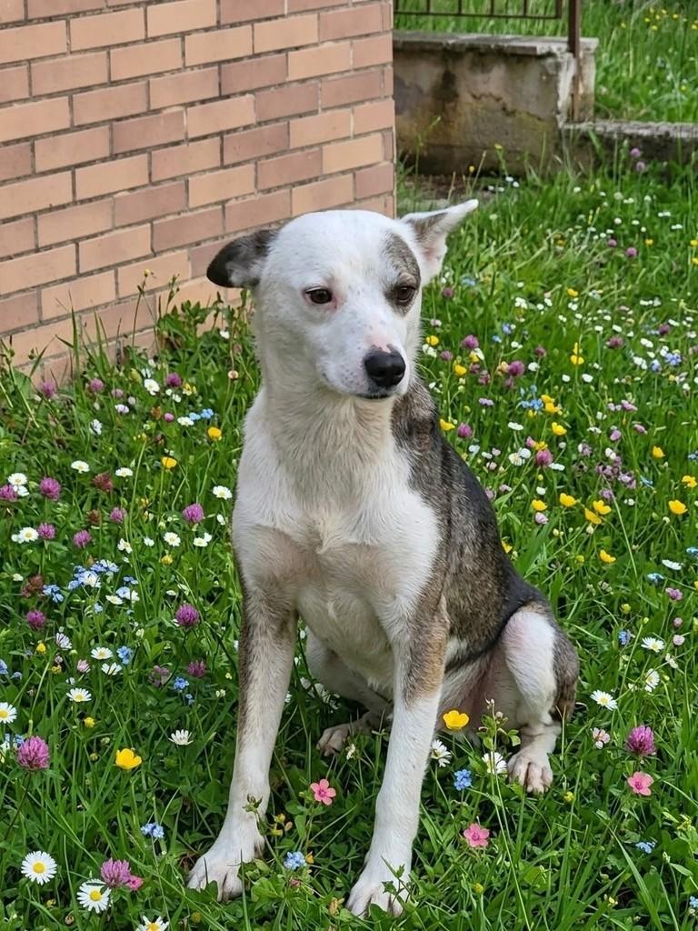 Branquinho, cachorro de porte médio para adoção em Porto Alegre - RS — foto 4 de 4