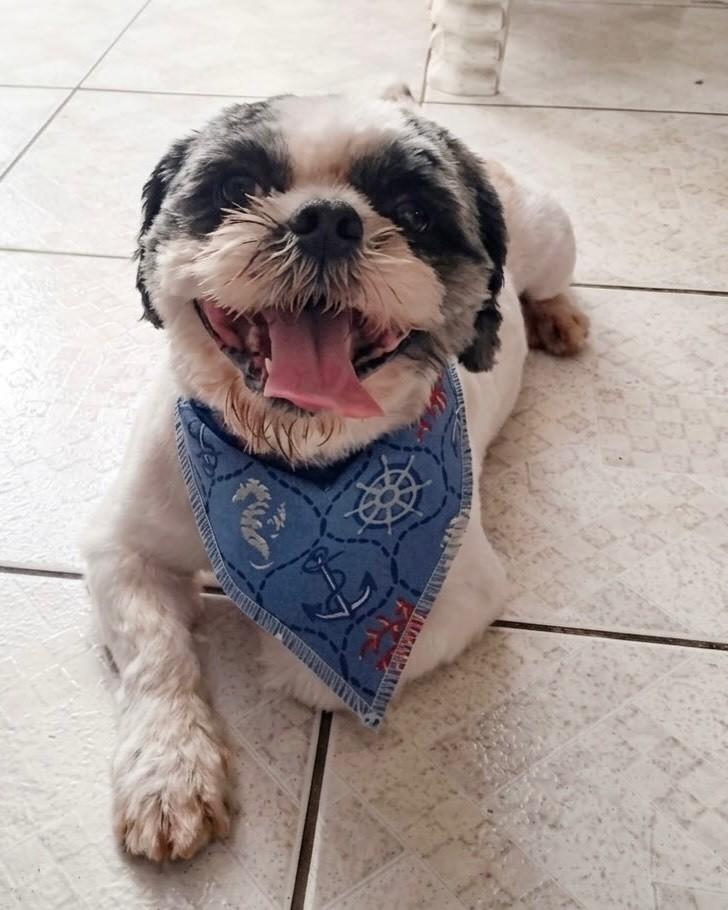 Lupy, cachorro de porte pequeno para adoção em Porto Alegre - RS