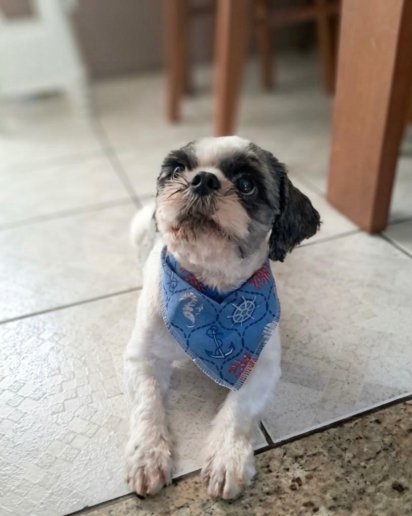 Lupy, cachorro de porte pequeno para adoção em Porto Alegre - RS — foto 2 de 4