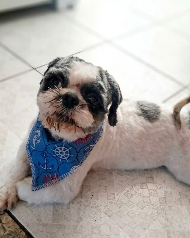 Lupy, cachorro de porte pequeno para adoção em Porto Alegre - RS — foto 3 de 4