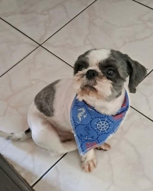 Lupy, cachorro de porte pequeno para adoção em Porto Alegre - RS — foto 4 de 4