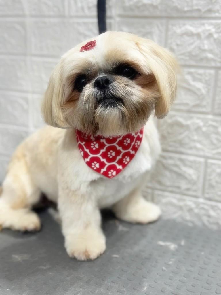 Nelson, cachorro de porte pequeno para adoção em Porto Alegre - RS