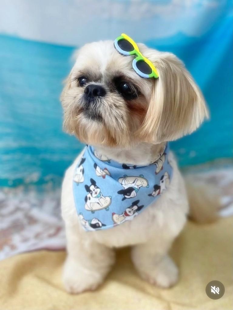 Nelson, cachorro de porte pequeno para adoção em Porto Alegre - RS — foto 2 de 2