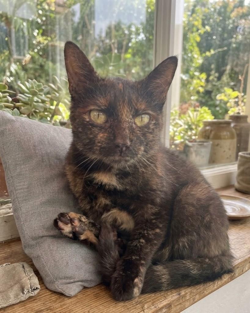 Farofa, gata de porte pequeno para adoção em Porto Alegre - RS