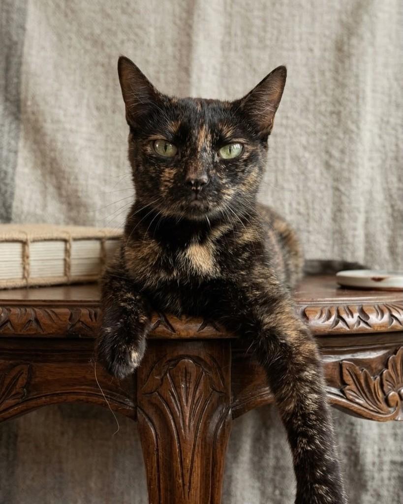 Farofa, gata de porte pequeno para adoção em Porto Alegre - RS — foto 4 de 6
