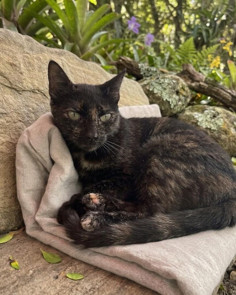 Farofa, gata de porte pequeno para adoção em Porto Alegre - RS — foto 5 de 6