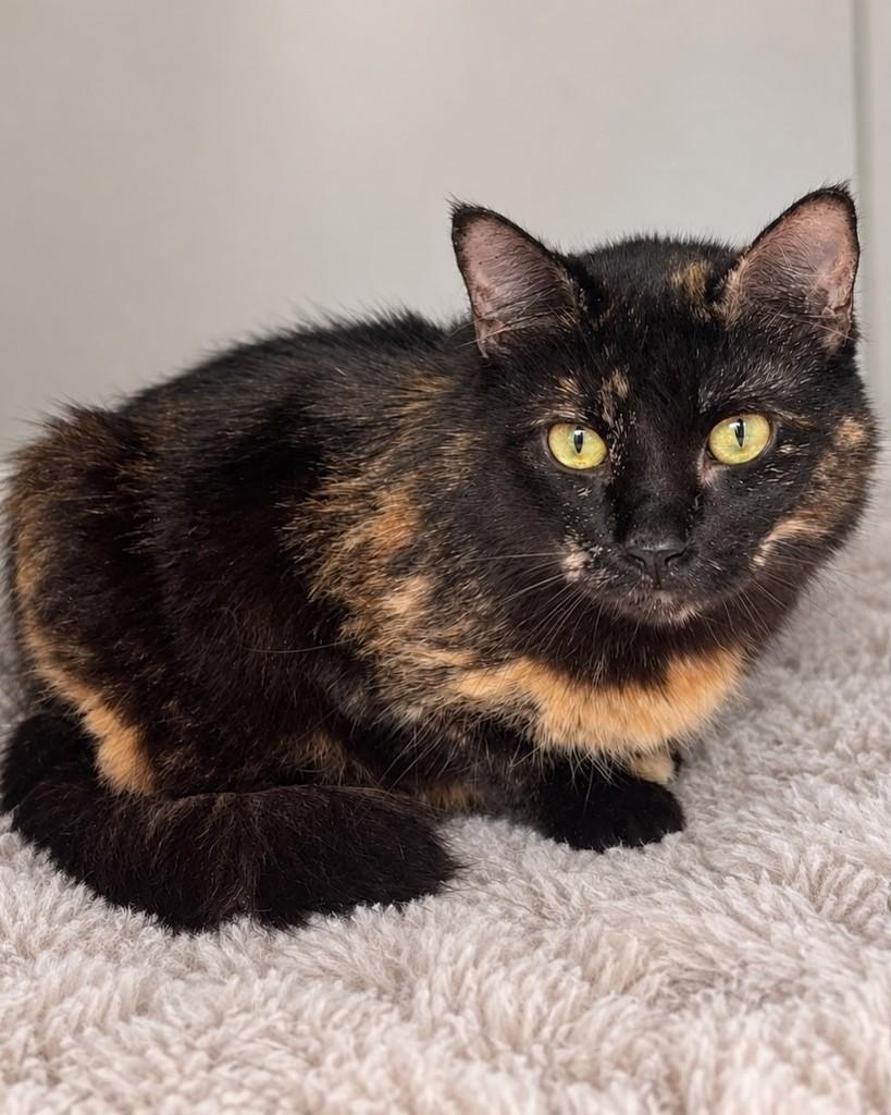 Nina, gata de porte médio para adoção em Porto Alegre - RS