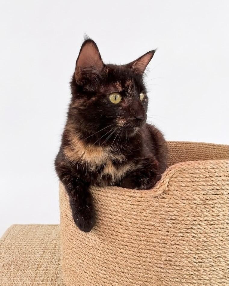 Nina, gata de porte médio para adoção em Porto Alegre - RS — foto 4 de 7