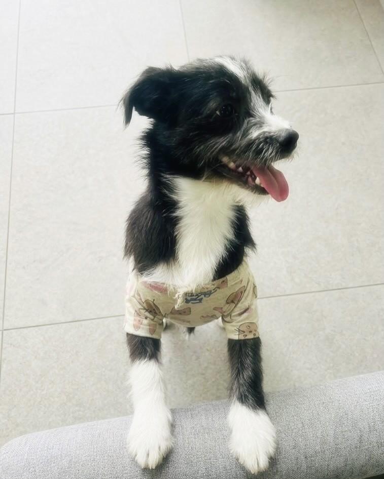 Melina, cadela de porte pequeno para adoção em Porto Alegre - RS — foto 4 de 7