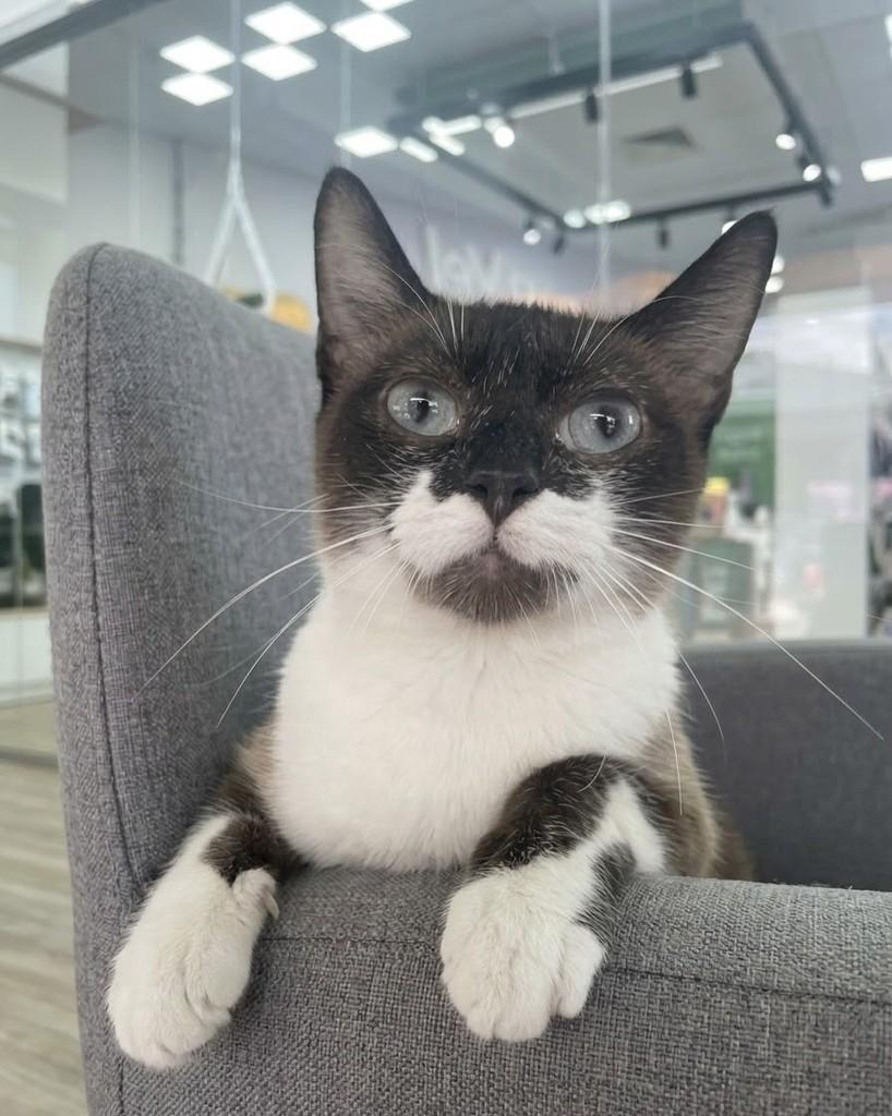 Lua, gata de porte pequeno para adoção em Porto Alegre - RS