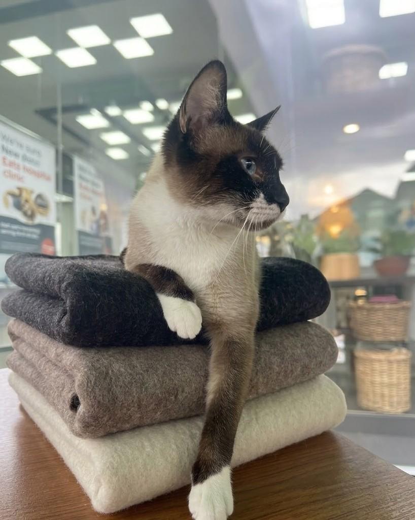 Lua, gata de porte pequeno para adoção em Porto Alegre - RS — foto 3 de 5