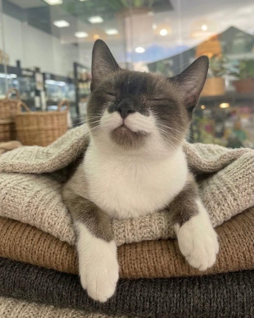 Lua, gata de porte pequeno para adoção em Porto Alegre - RS — foto 4 de 5
