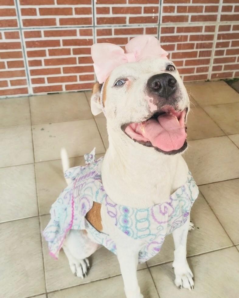 Charlotte, cadela de porte grande para adoção em Porto Alegre - RS