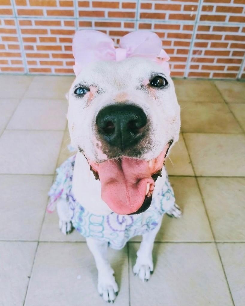 Charlotte, cadela de porte grande para adoção em Porto Alegre - RS — foto 2 de 4