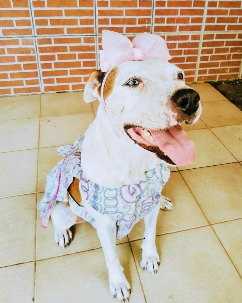 Charlotte, cadela de porte grande para adoção em Porto Alegre - RS — foto 3 de 4