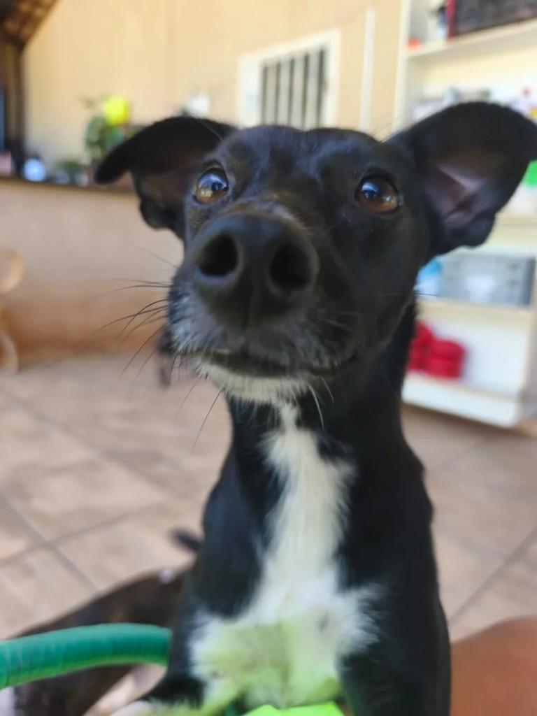Ronaldo, cachorro de porte pequeno para adoção em Campo Grande - MS