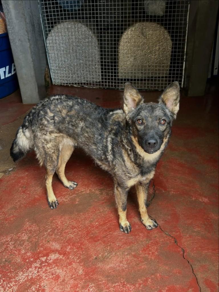 Lua, cachorro de porte médio para adoção em Congonhal - MG