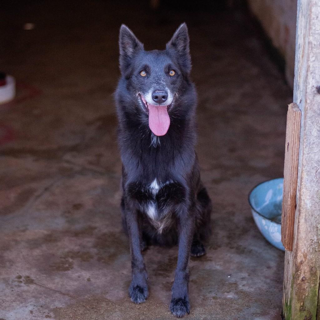 Dom, cachorro de porte médio para adoção em Congonhal - MG