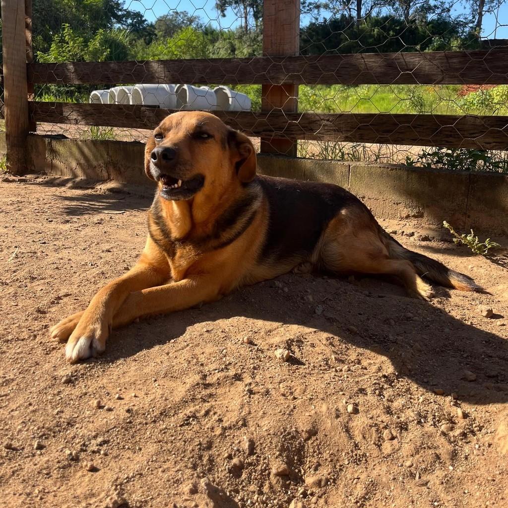 Lola, cachorro de porte médio para adoção em Congonhal - MG