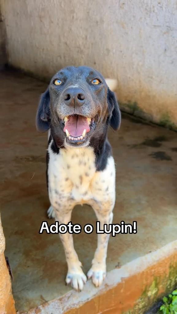 Lupin, cachorro de porte médio para adoção em Congonhal - MG