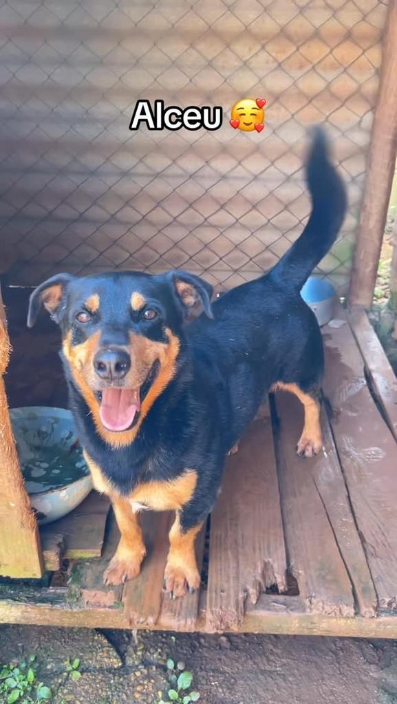 Alceu, cachorro de porte médio para adoção em Congonhal - MG