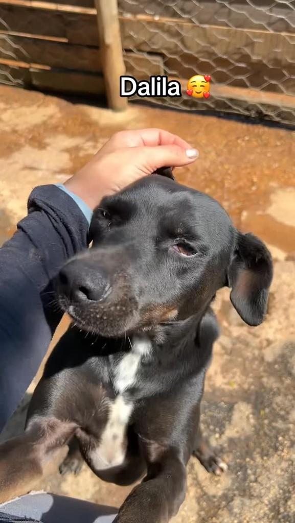 Dalila, cadela de porte médio para adoção em Congonhal - MG