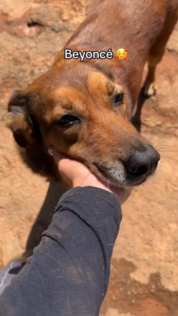 Beyoncé, cachorro de porte médio para adoção em Congonhal - MG