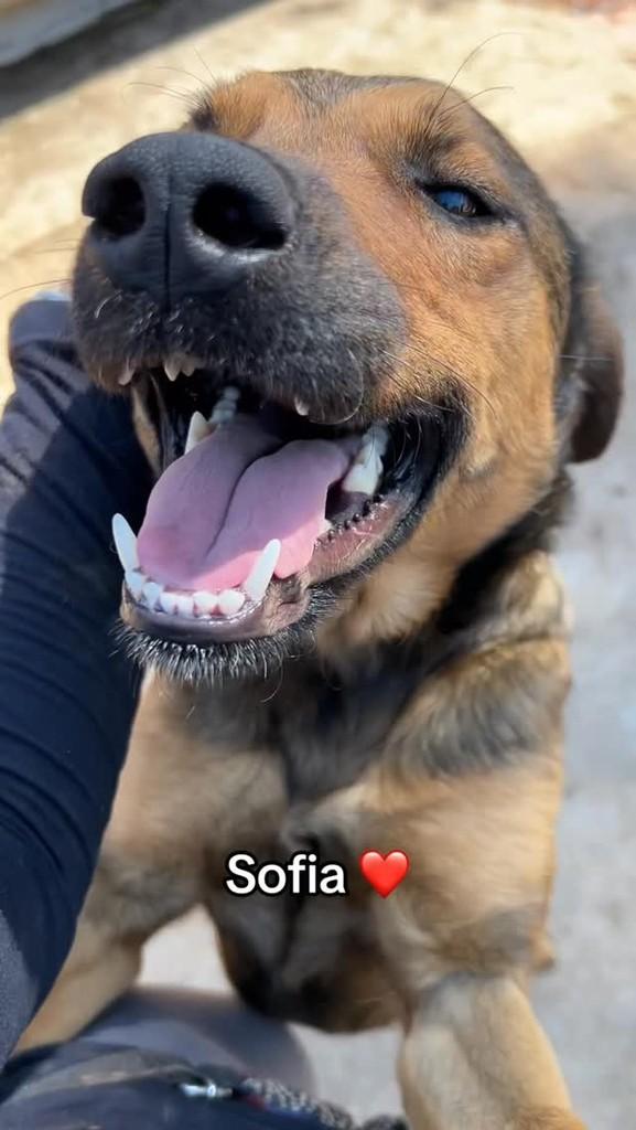 Sofia, cachorro de porte médio para adoção em Congonhal - MG